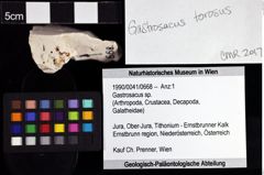 Foto (Objket + Etiketten) von Gastrosacus sp. 